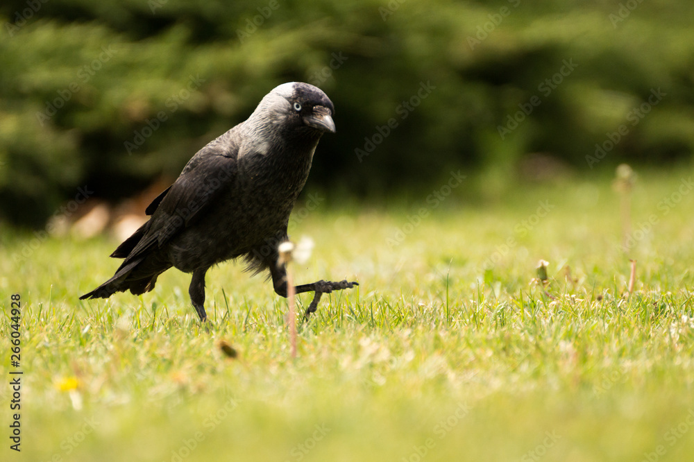 Obraz premium Black crow in nature on the green background