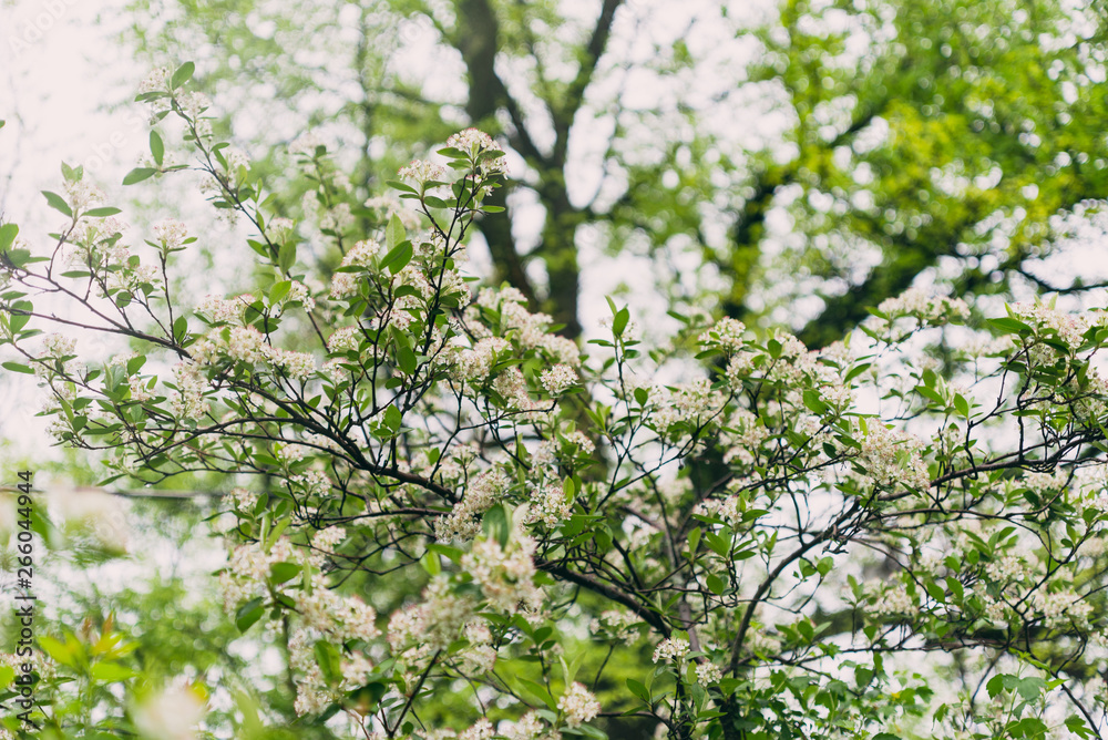 White chokeberry flowers blooming in the Spring. White chokeberry flowers blooming in the Spring.
