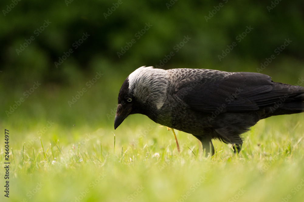 Fototapeta premium Black crow in nature on the green background