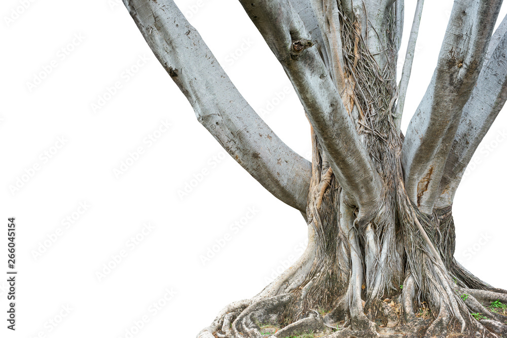 Roots of a tree and trunk isolated on white background. This has clipping path. - obrazy, fototapety, plakaty 
