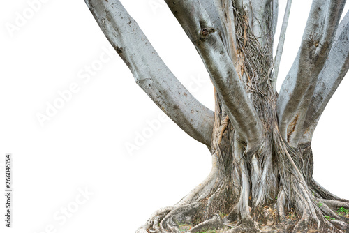 Roots of a tree and trunk isolated on white background. This has clipping path.