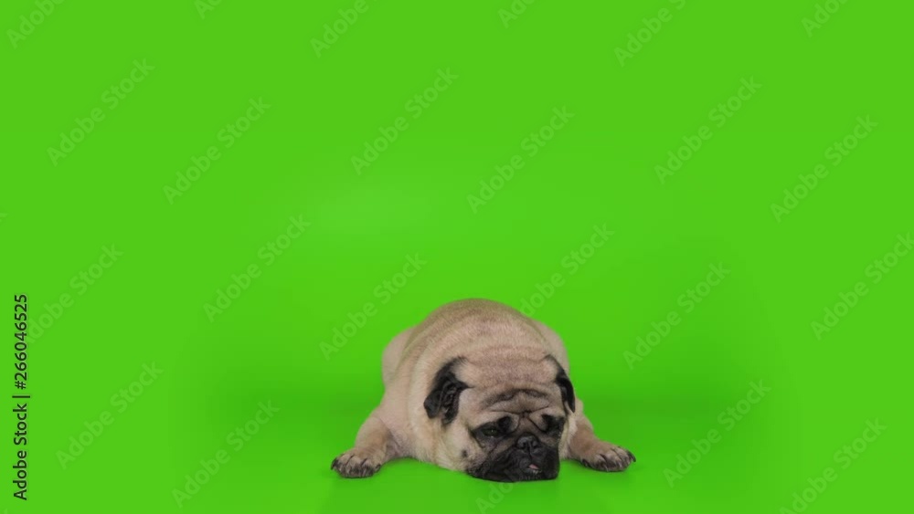 Cute pug dog lying flat, sleep, awakening. Green screen. Slow motion Cute pug dog lying flat, sleep, awakening. Green screen. Slow motion