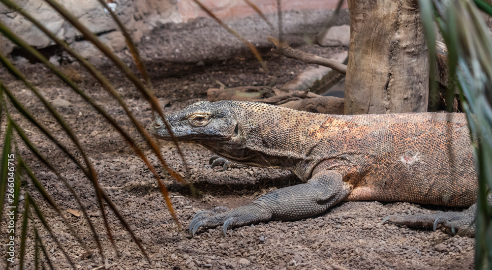 The Komodo dragon is a species of lizard found in the Indonesian islands. The Komodo dragon is a species of lizard found in the Indonesian islands.