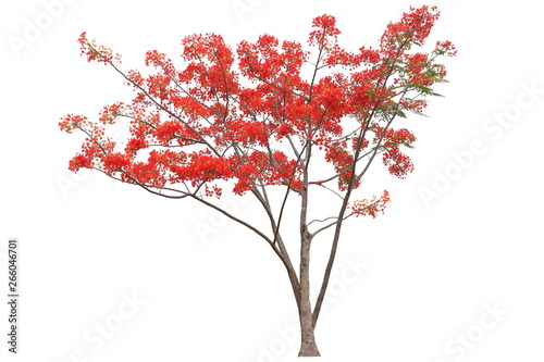 Red flamboyant royal poinciana flower tree isolated on white background for design work photo