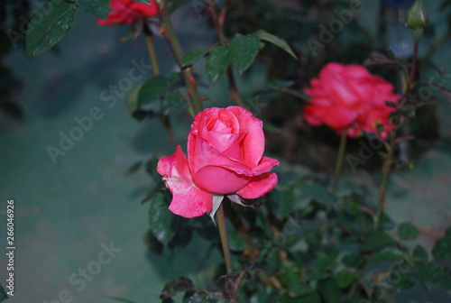 Pink Floral Rose Flower Portrait