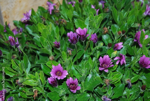 Purple Floral in Garden Portrait