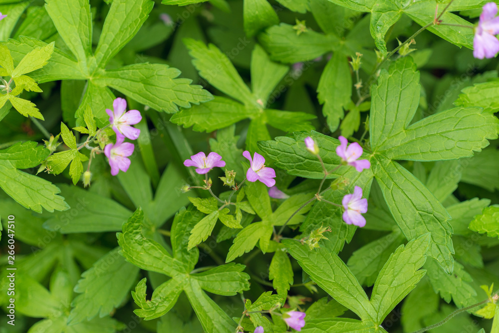 Wild geranium, geranium maculatum, blooming in the Spring. Wild geranium, geranium maculatum, blooming in the Spring.