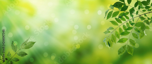 Summer green leaves on a shiny background