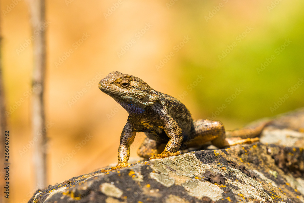Fototapeta premium Male Western Fence Lizard Sunning on a Rock