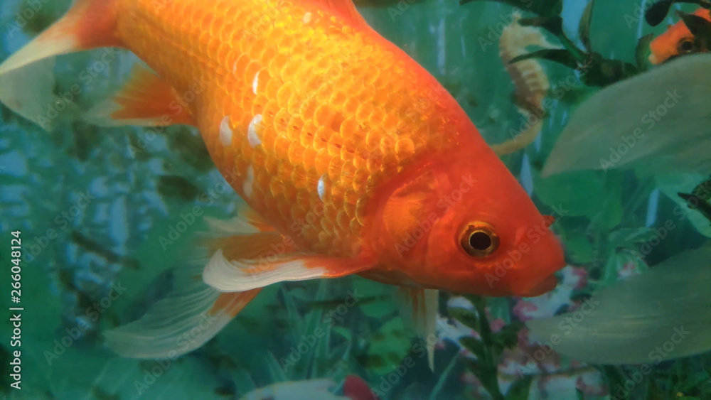 Home aquarium and its freshwater fish inhabitants Home aquarium and its freshwater fish inhabitants