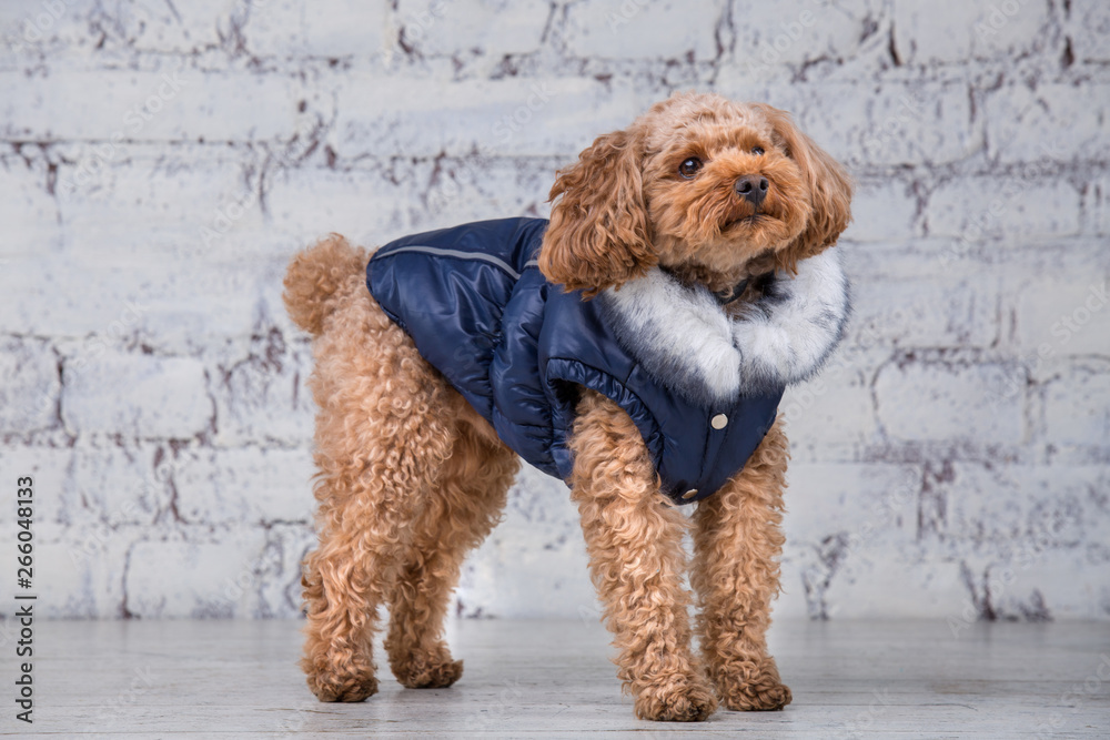 Small funny dog of brown color with curly hair of toy poodle breed posing  in clothes