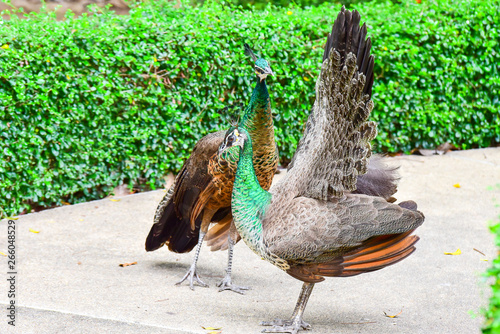 Chai nat Thailand December 26 2019 see birds at Chai NAT Bird Park is a place of chainat province. Bird cage is the biggest in Asia, covering an area of 26 hectares and contains various species birds. photo