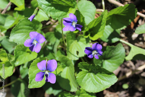 Common blue violet  the state flower of Illinois  at Campground Road Woods in Des Plaines