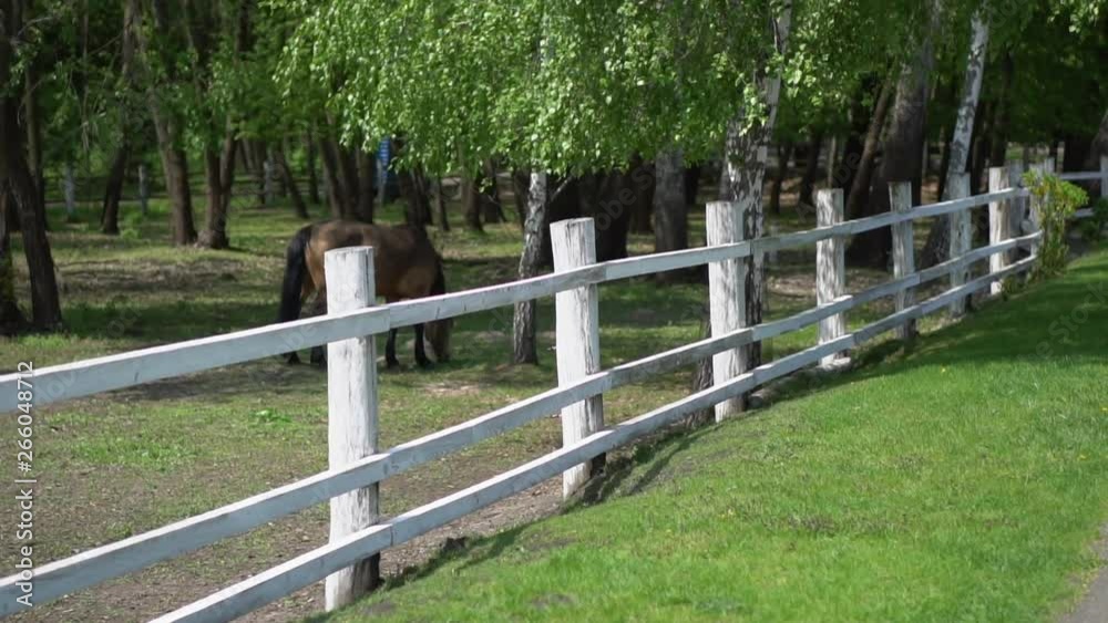A white wooden fence encloses a territory with trees in a park on a sunny spring day. The camera moves along the fence A white wooden fence encloses a territory with trees in a park on a sunny spring day. The camera moves along the fence