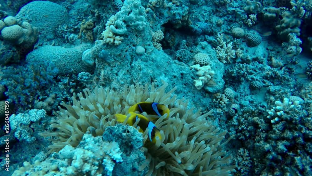 Fish underwater in the Red Sea Fish underwater in the Red Sea