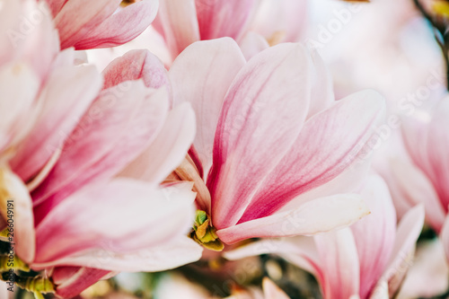 Nature background with pink magnolia flowers blossoming in spring © annanahabed