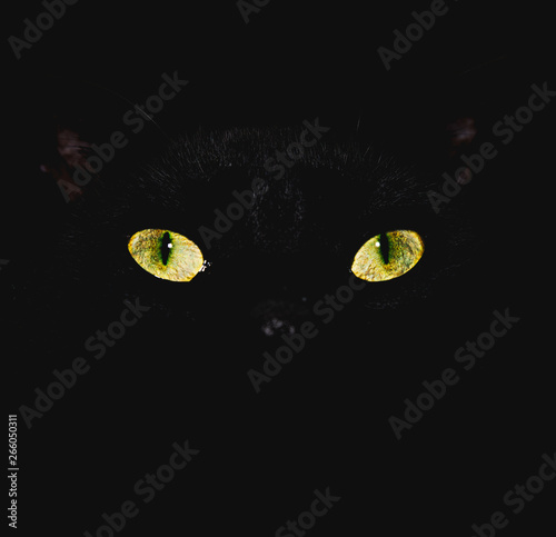 A cat's yellow eyes glow brightly in the dark, conveying an atmosphere of menace and fear © James
