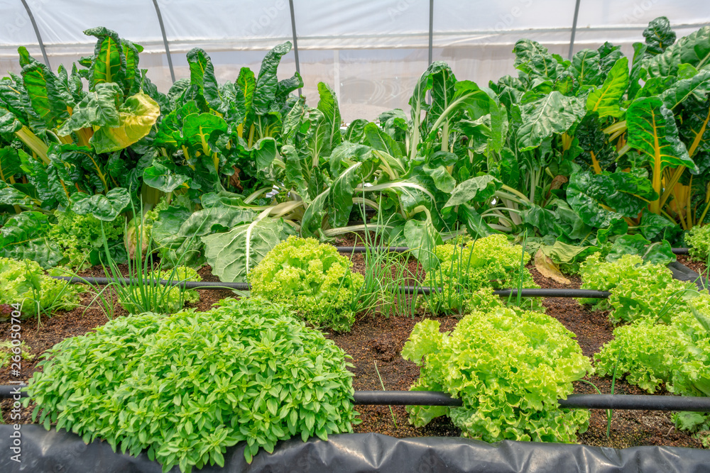 Cultivos de vegetales en invernadero con riego por goteo
