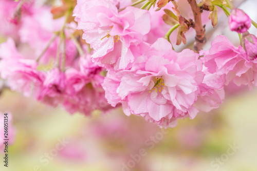 Spring blooming pink cherry blossoms, Japan