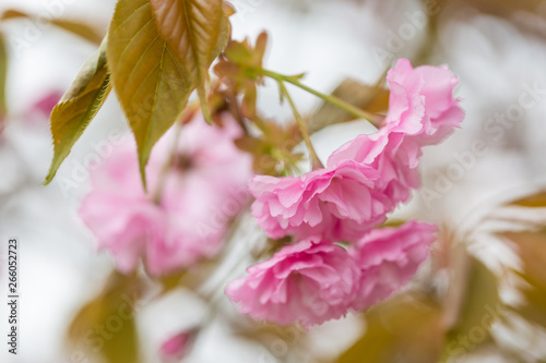 Fototapeta Naklejka Na Ścianę i Meble -  Spring blooming pink cherry blossoms, Japan