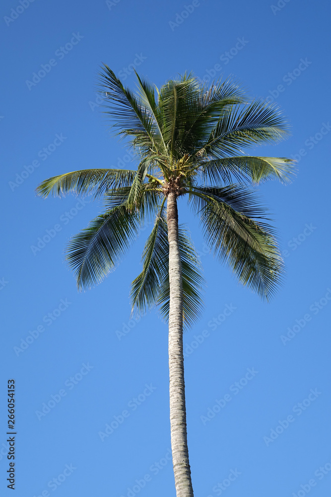 Coconut tree with blue skye in summer