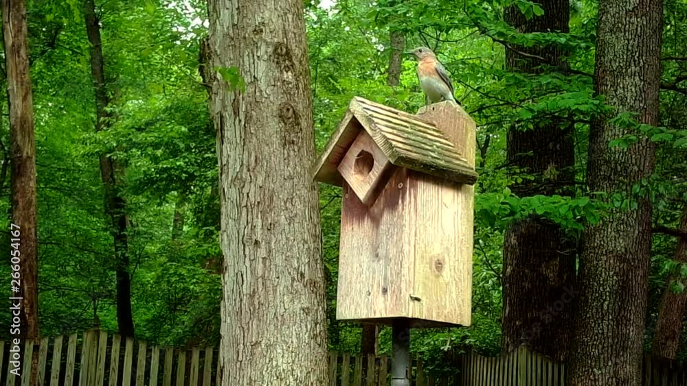 female eastern bluebird on top of birdhouse female eastern bluebird on top of birdhouse