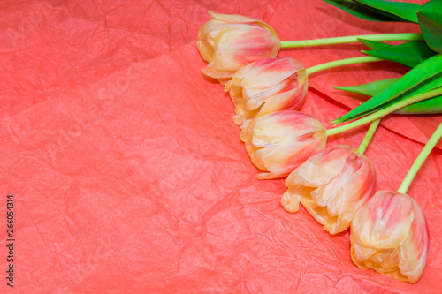 Copy space with blooming yellow and coral tulips a coral background. Place for text. Background for design.
