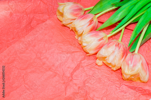 Copy space with blooming yellow and coral tulips a coral background. Place for text. Background for design.