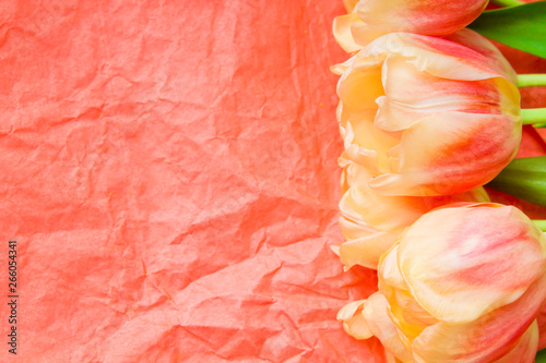 Copy space with blooming yellow and coral tulips a coral background. Place for text. Background for design.