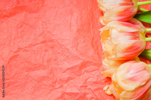 Copy space with blooming yellow and coral tulips a coral background. Place for text. Background for design.