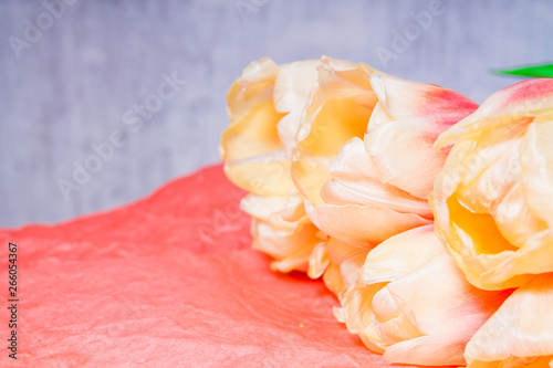 Copy space with blooming yellow and coral tulips a coral background. Place for text. Background for design.