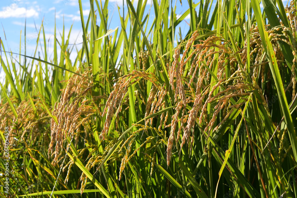 Fototapeta premium Rice filed, the harvest season