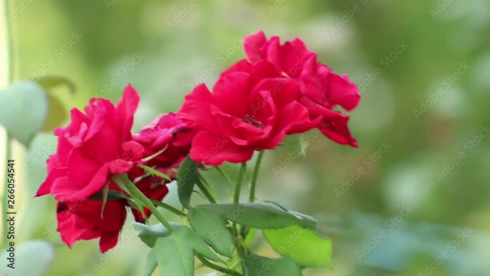 Beautiful red rose in spring in the botanic garden . green background Beautiful red rose in spring in the botanic garden . green background