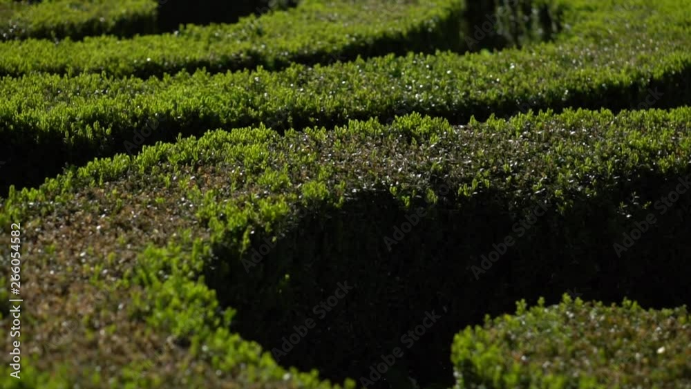 Geometrically trimmed shrubs in a decorative garden of a city park on a sunny day. Close-up. Rest and relaxation in nature. Camera movement Geometrically trimmed shrubs in a decorative garden of a city park on a sunny day. Close-up. Rest and relaxation in nature. Camera movement