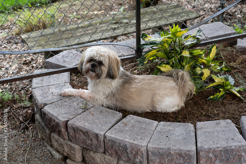 dog laying in flower bed 
