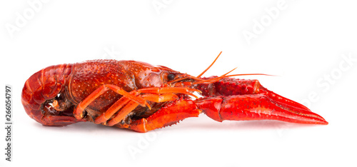 Red Crawfish Isolated on a White Background