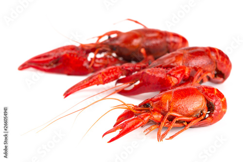 Red Crawfish Isolated on a White Background