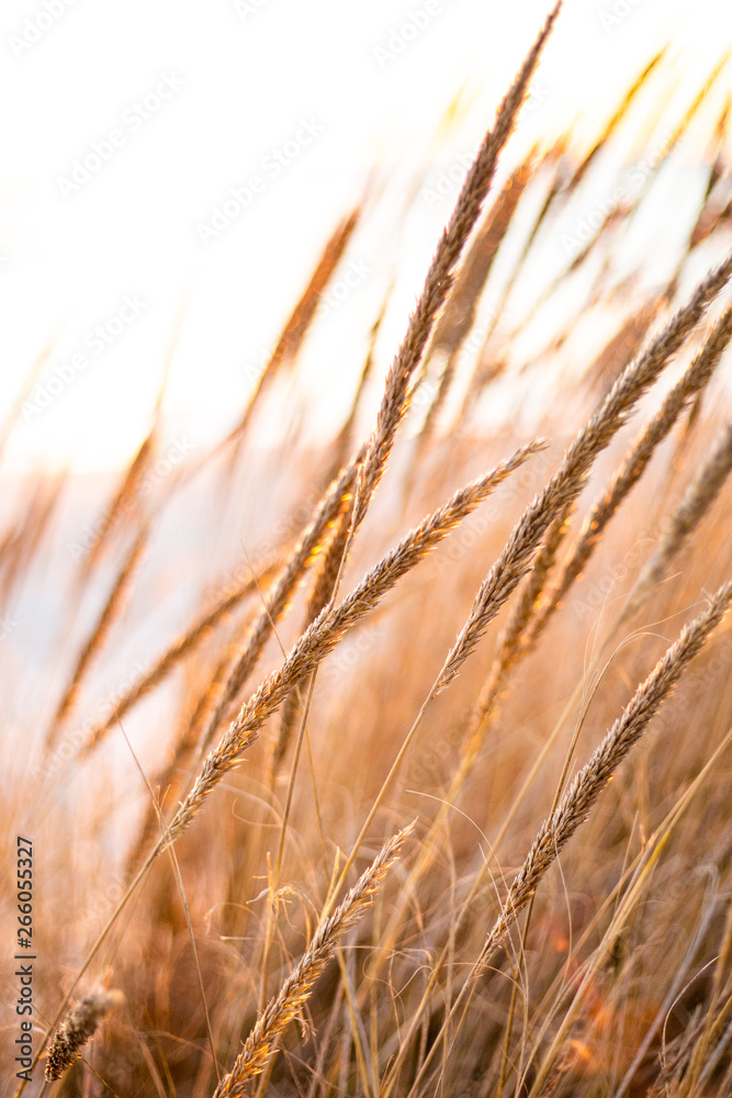 Fototapeta premium Summer grass