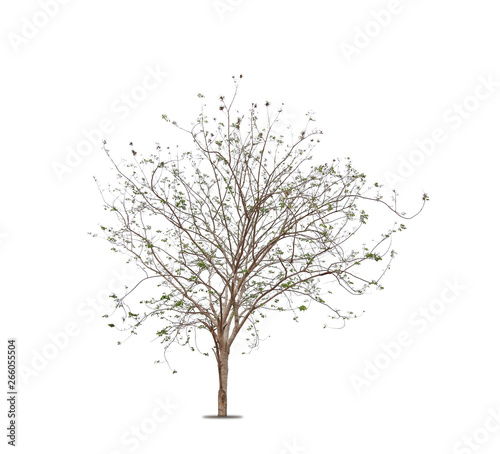 tree isolated on white background, copy space. © naiauss