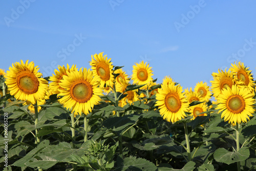Sunflowers garden