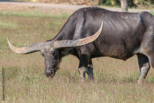 Buffalo is a animal that feeds on long  spiky 