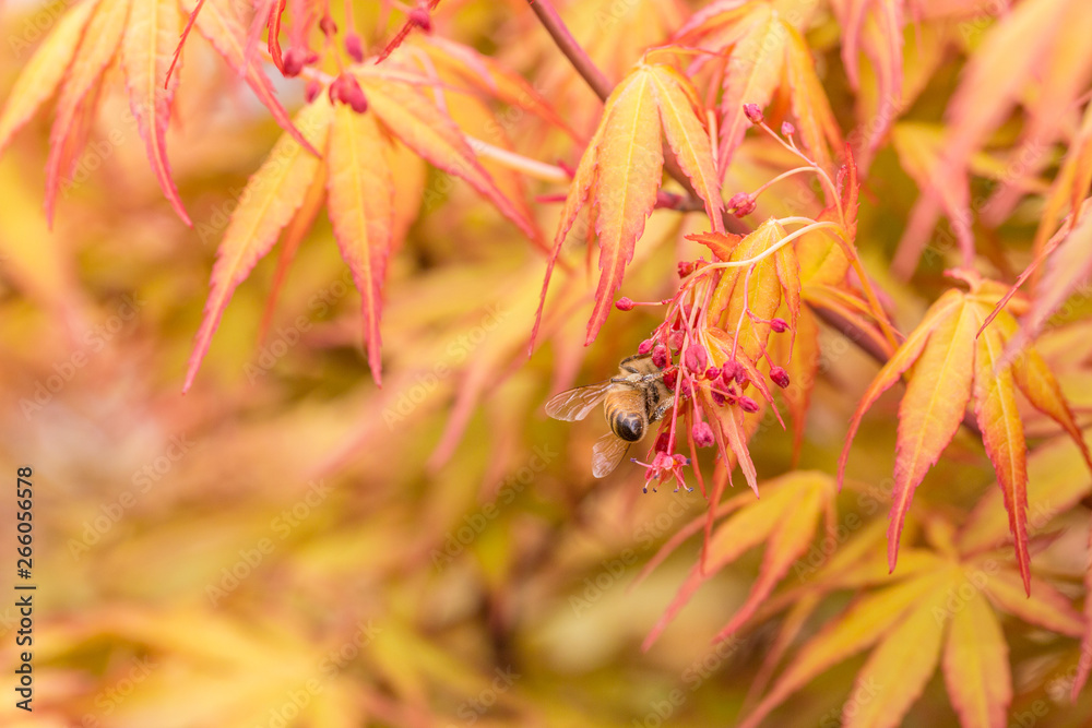 Outdoor golden maple leaves, close-up,Acer palmatum Outdoor golden maple leaves, close-up,Acer palmatum