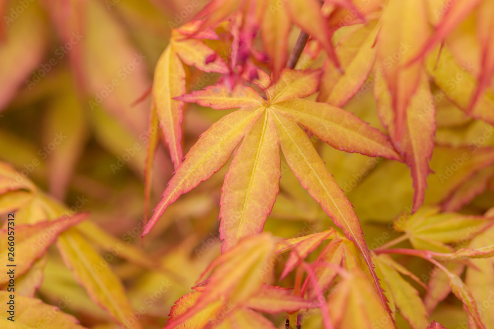 Fototapeta premium Outdoor golden maple leaves, close-up,Acer palmatum
