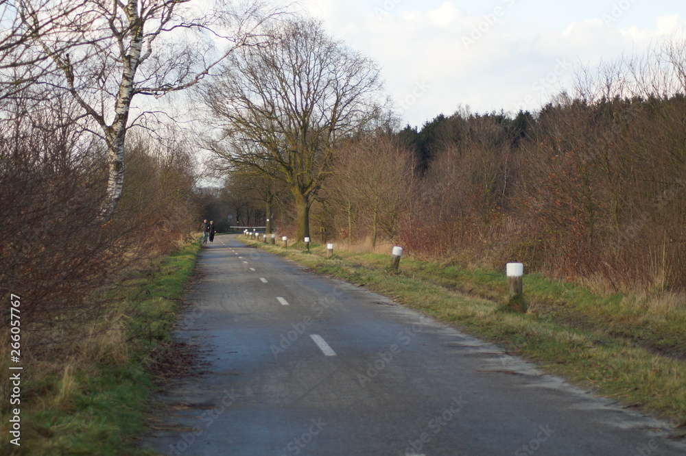 Fototapeta premium road in the forest