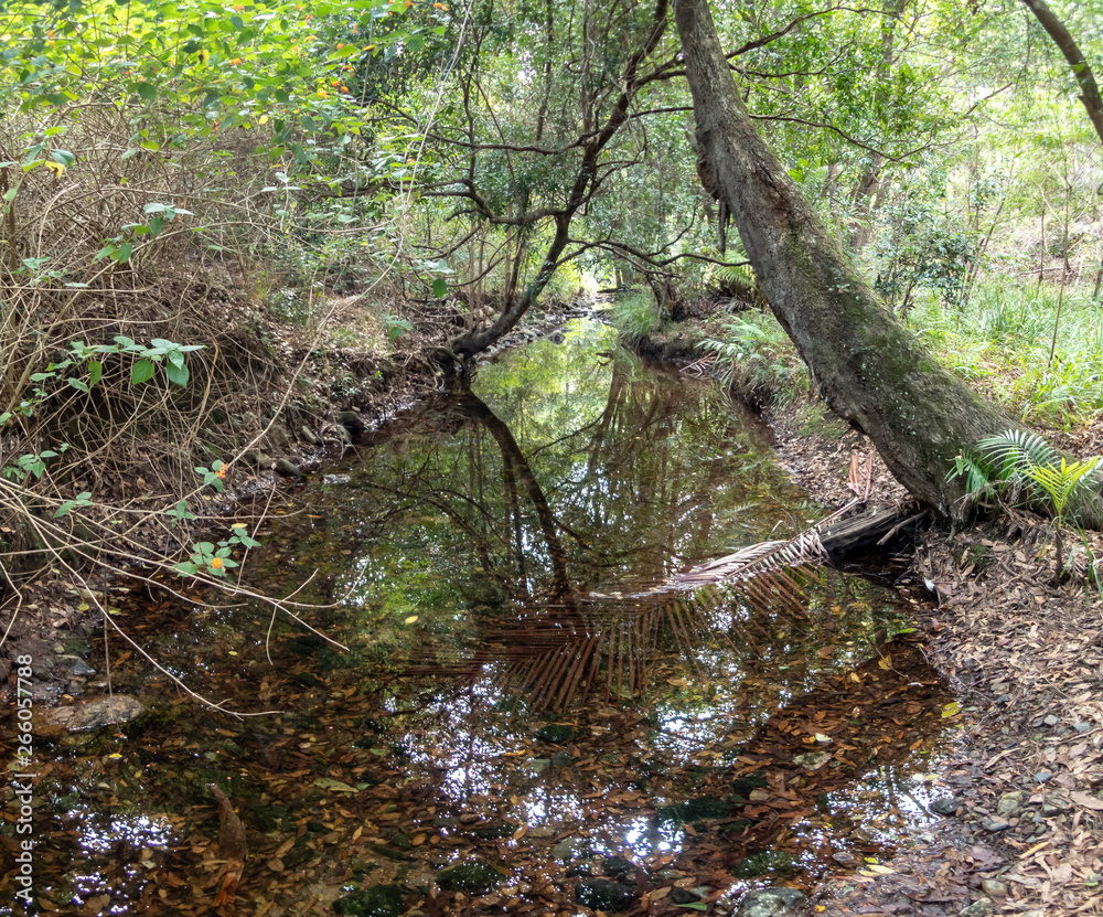 Forest Reflections Forest Reflections