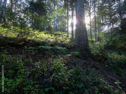 Fototapeta Naklejka Na Ścianę i Meble -  Forest Mist with Sunbeams