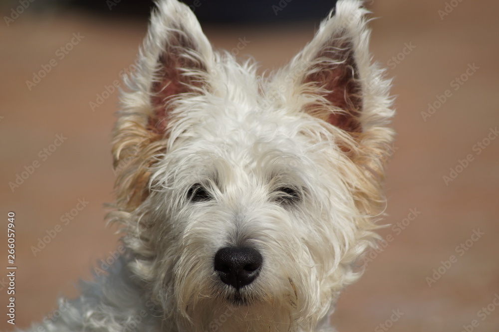 west highland white terrier west highland white terrier