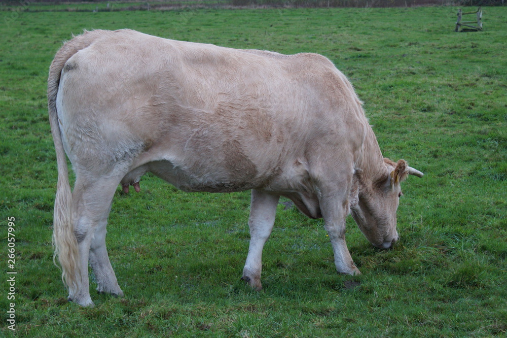 cow in a field cow in a field