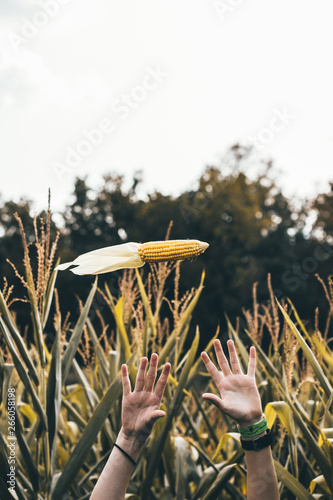 flying corn
