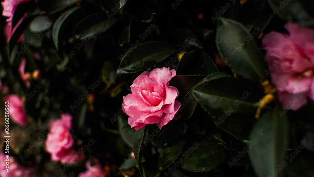 Pink Cornelia’ Hybrid Musk Rose
